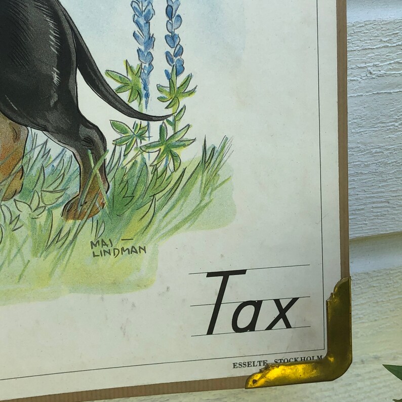 May include: A vintage educational poster featuring a black and brown dachshund dog standing in a field of green grass and blue lupine flowers. The poster is titled "Tax" and is signed "Maj Lindman" in the bottom left corner. The poster is printed by Esselte Stockholm.