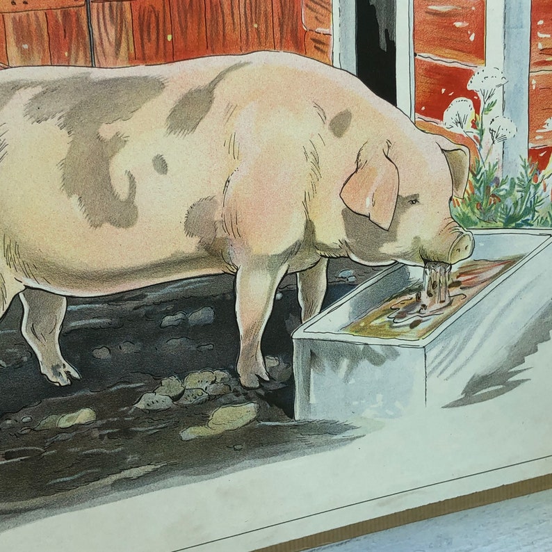 Vintage Swedish school house poster letter illustrations art poster Sweden pig Gris