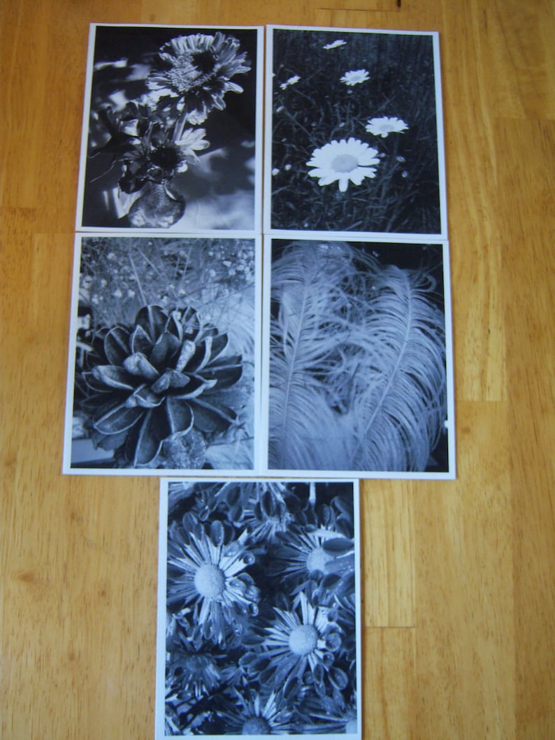 greeting cards,note cards,black and white photography,OOAK cards,flowers,feathers,envelopes