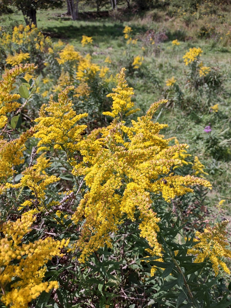 Goldenrod Dried Herb,flower Leaves,few Stems,wild Harvested,2023 ...