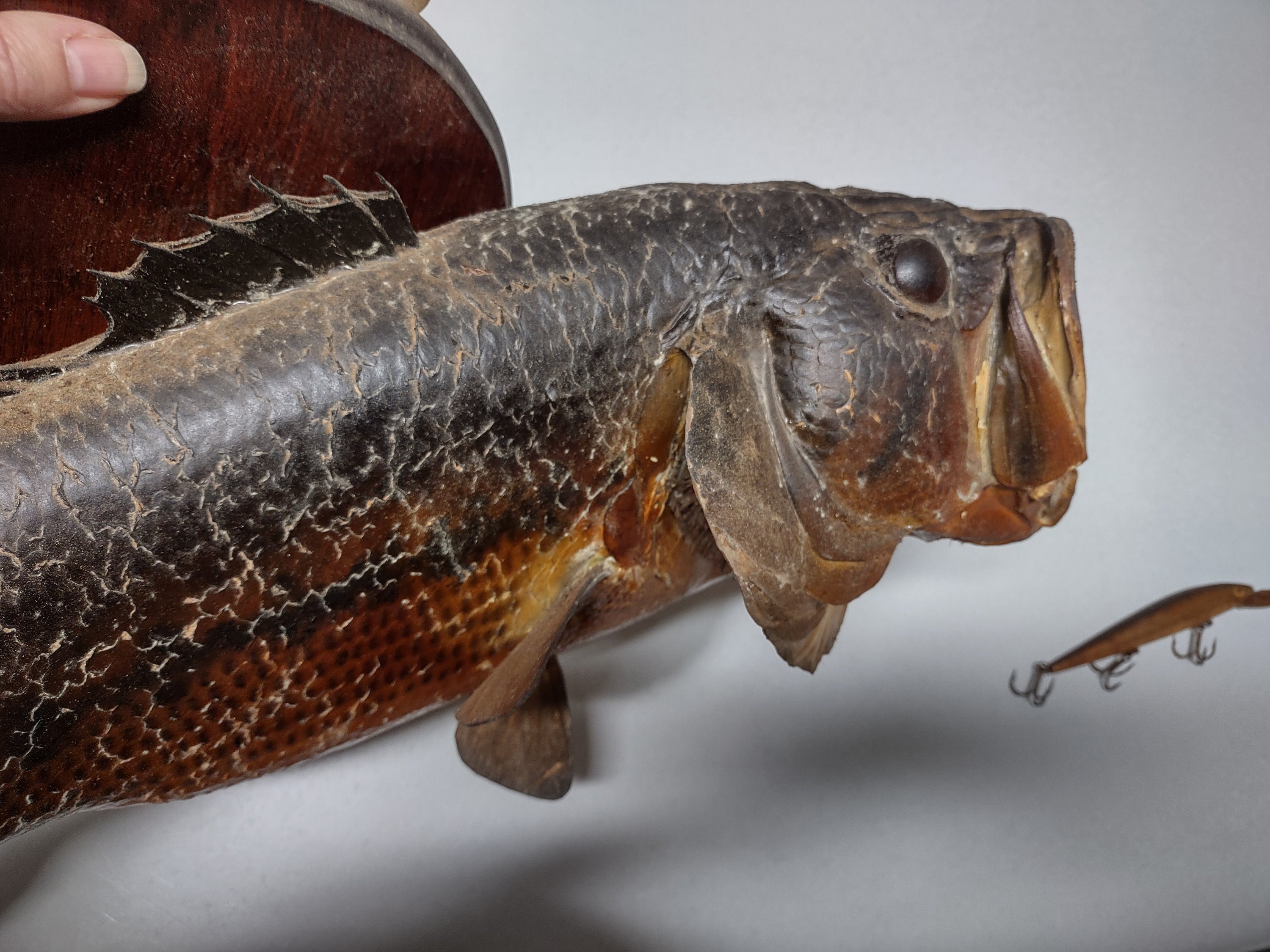 Large Mouth Bass Wood - Etsy