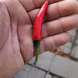 Schwarzer Cobra-Pfeffer (Capsicum annuum)