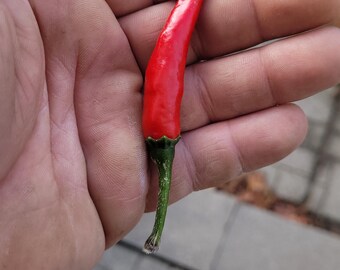 Zwarte cobrapeper (Capsicum annuum)