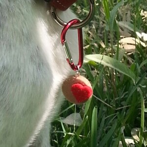 May include: A red dog collar with a black buckle and a silver metal ring. A red carabiner clip holds a small, round charm with a brown base and a red heart. The dog's fur is white with grey spots.