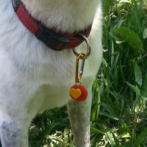 May include: A smiling dog with a white and grey coat, wearing a red collar with a black buckle. The dog's mouth is open, revealing its teeth. A small red ball with a yellow heart charm hangs from the collar.