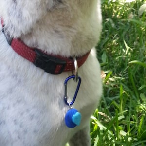 May include: A dog with a speckled grey and white coat, wearing a red collar with a blue charm. The dog is outdoors in a grassy area, looking upwards with its mouth slightly open.