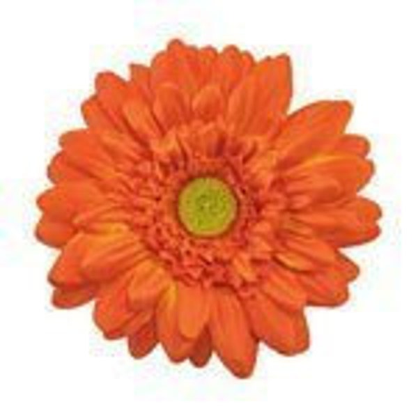 4" Gerbera Daisy Hair Flower - Orange (2 flowers)