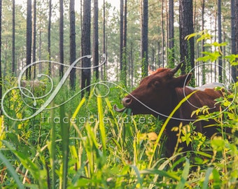 Cow Print, Cow Art, Farm Animal Photography, Modern Farmhouse Wall Decor, Rustic Art Decor, Pineywoods Cattle, Silvo Pasture, Grass, Pines