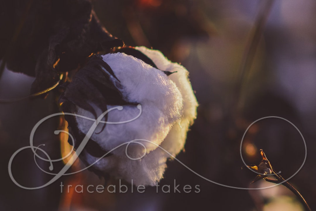 Cotton Boll available on Esurface Paper Framed Art Print Etsy