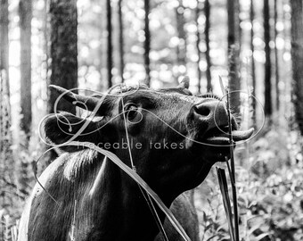 Black & White Cow Print, Cow Art, Farm Animal Photography, Modern Farmhouse Wall Decor, Rustic Art Decor, Pineywoods Cattle