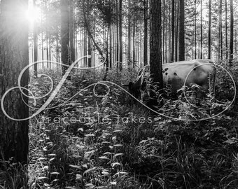 Cow Print, Cow Art, Farm Animal Photography, Modern Farmhouse Wall Decor, Rustic Art Decor, Pineywoods Cattle, Silvo Pasture, Grass, Pines