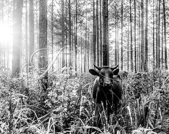 Black & White Cow Print, Cow Art, Farm Animal Photography, Modern Farmhouse Wall Decor, Rustic Art Decor, Pineywoods Cattle, Silvo Pasture