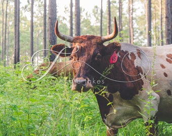 Cow Print, Cow Art, Farm Animal Photography, Modern Farmhouse Wall Decor, Rustic Art Decor, Pineywoods Cattle, Silvo Pasture