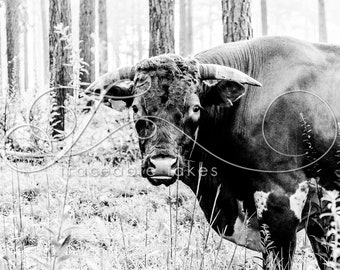 Black & White Cow Print, Farm Animal Photography, Modern Farmhouse Wall Decor, Rustic Art Decor, Pineywoods Cattle Bull, Silvo Pasture