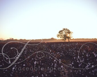 Cotton Field in South Georgia  (available on E-Surface Paper or Solid Faced Wrapped Canvas)