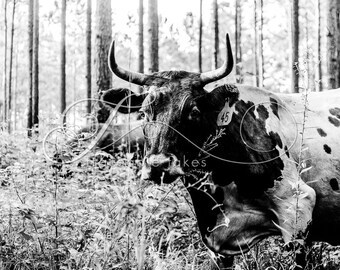 Black & White Cow Print, Cow Art, Farm Animal Photography, Modern Farmhouse Wall Decor, Rustic Art Decor, Pineywoods Cattle, Silvo Pasture