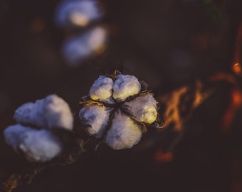 Cotton Bolls  (available on E-Surface Paper or Solid Faced Wrapped Canvas)