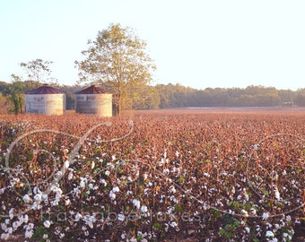 Cotton Field in South Georgia  (available on E-Surface Paper or Solid Faced Wrapped Canvas)