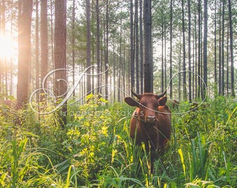 Cow Print, Cow Art, Farm Animal Photography, Modern Farmhouse Wall Decor, Rustic Art Decor, Pineywoods Cattle, Silvo Pasture