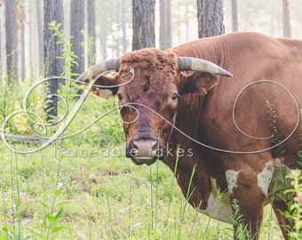 Cow Print, Cow Art, Farm Animal Photography, Modern Farmhouse Wall Decor, Rustic Art Decor, Pineywoods Cattle Bull, Silvo Pasture