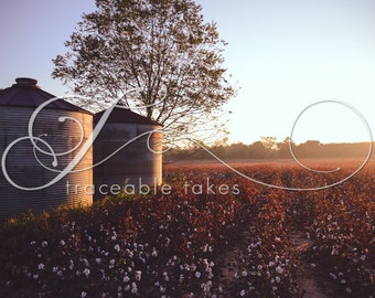 Fall Morning in a South Georgia Cotton Field  (available on E-Surface Paper or Solid Faced Wrapped Canvas)