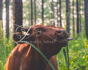 Cow Print, Cow Art, Farm Animal Photography, Modern Farmhouse Wall Decor, Rustic Art Decor, Pineywoods Cattle