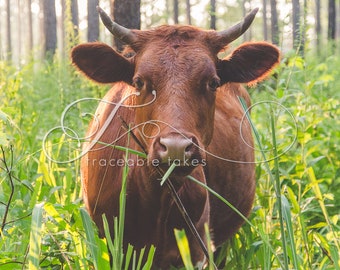 Cow Print, Cow Art, Farm Animal Photography, Modern Farmhouse Wall Decor, Rustic Art Decor, Pineywoods Cattle, Silvo Pasture, Grass, Pines