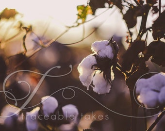 South Georgia Cotton Fields  (available on E-Surface Paper or Solid Faced Wrapped Canvas)