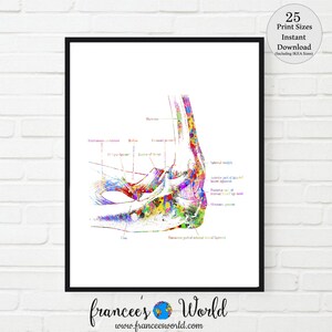 May include: A colourful anatomical illustration of the human ankle joint. The image shows the bones, ligaments, and tendons of the ankle. The illustration is labelled with the names of the different anatomical structures. The image is ideal for medical students, doctors, or anyone interested in anatomy.