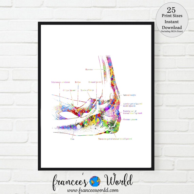 May include: A colourful anatomical illustration of the human ankle joint. The image shows the bones, ligaments, and tendons of the ankle. The illustration is labelled with the names of the different anatomical structures. The image is ideal for medical students, doctors, or anyone interested in anatomy.