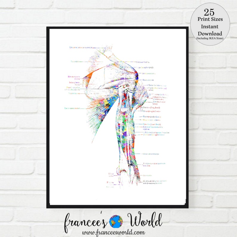 May include: A colourful anatomical illustration of the human arm and shoulder, with labels for the different muscles and bones. The illustration is done in a watercolour style, with vibrant colours and a vintage aesthetic.