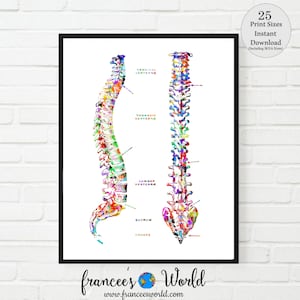 May include: A colourful anatomical illustration of the human spine, showing the cervical, thoracic, lumbar, sacrum, and coccyx vertebrae. The spine is depicted in a vibrant watercolour style with a rainbow of colours.