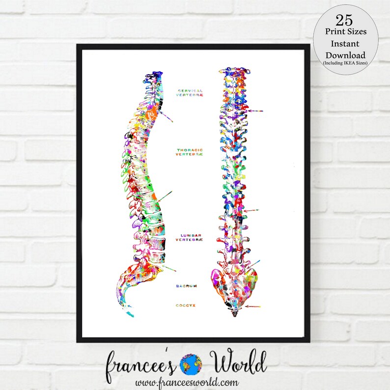 May include: A colourful anatomical illustration of the human spine, showing the cervical, thoracic, lumbar, sacrum, and coccyx vertebrae. The spine is depicted in a vibrant watercolour style with a rainbow of colours.