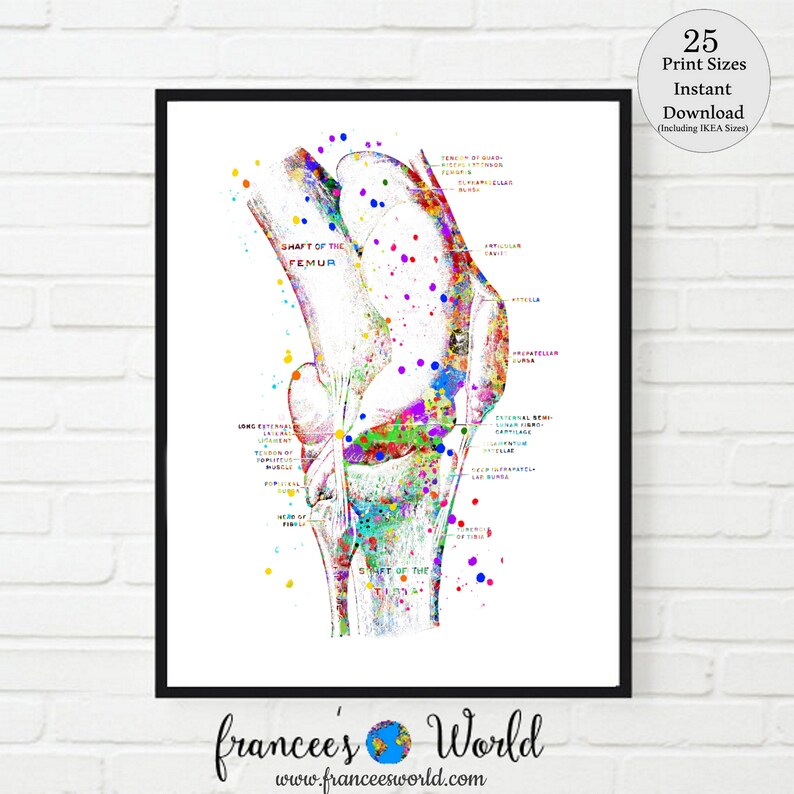 May include: A colourful anatomical illustration of the human knee joint. The image is in a watercolour style with splashes of colour. The bones and ligaments of the knee are labelled.