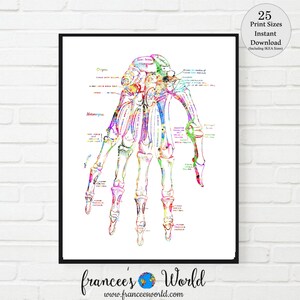 May include: A colourful anatomical illustration of the bones in a human hand. The bones are outlined in black and filled with a variety of colours, including red, orange, yellow, green, blue, and purple. The illustration includes labels for the different bones, such as the carpals, metacarpals, and phalanges.