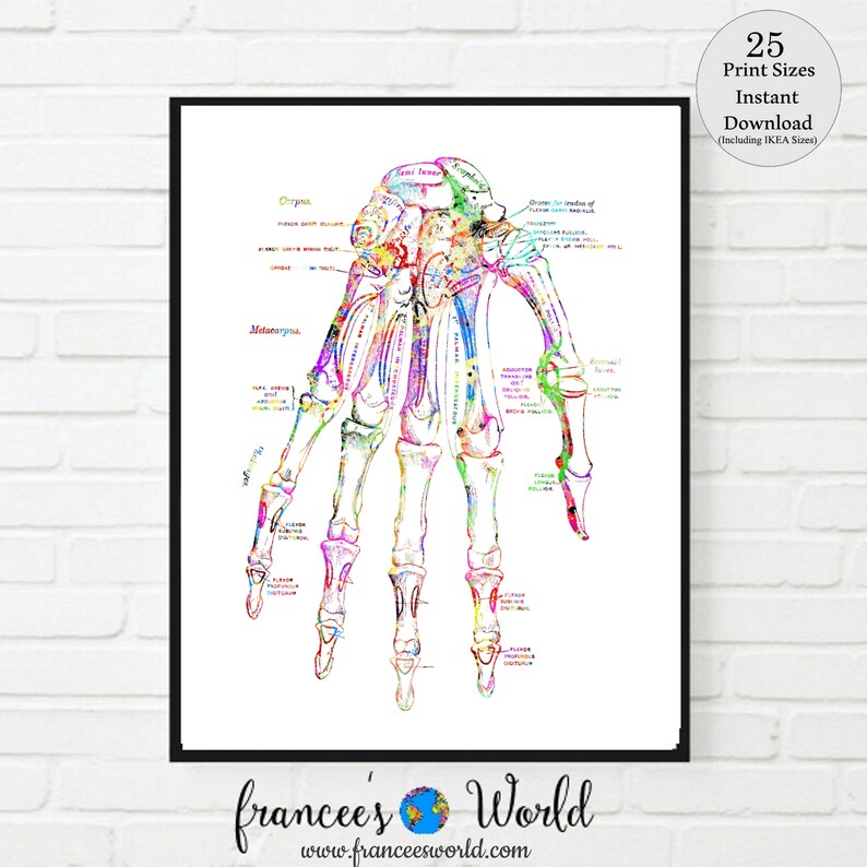 May include: A colourful anatomical illustration of the bones in a human hand. The bones are outlined in black and filled with a variety of colours, including red, orange, yellow, green, blue, and purple. The illustration includes labels for the different bones, such as the carpals, metacarpals, and phalanges.
