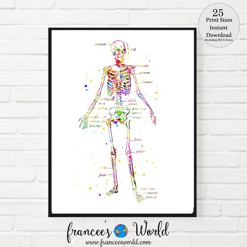 May include: A colourful watercolour illustration of a human skeleton with labelled bones. The skeleton is standing with its arms by its sides and its legs slightly apart. The background is white with a few colourful dots.