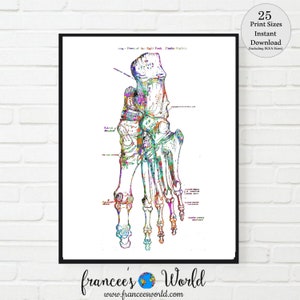 May include: A vintage anatomical illustration of the bones in the human foot, with colourful watercolour accents. The image is labelled with anatomical terms and includes the text "Bones of the Right Foot, Dorsal Surface".