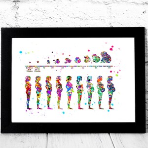 Pregnancy stages Print medical art fetal development poster fetus Pregnancy Printable gestational gynecology midwifery Obstetrician office image 2