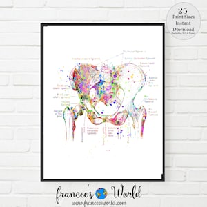 May include: A colourful anatomical illustration of the human hip joint, with labels for various ligaments and bones. The image is painted in a watercolour style with splashes of pink, blue, green, and yellow.