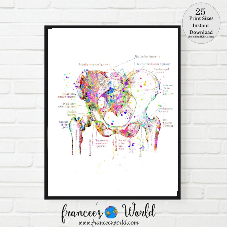 May include: A colourful anatomical illustration of the human hip joint, with labels for various ligaments and bones. The image is painted in a watercolour style with splashes of pink, blue, green, and yellow.