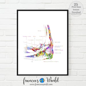 Bicep Print medical art vintage medical art PRINTABLE  Anatomy bicep muscle, Doctor, Medical Art, medical Dorm Hanging Orthopedic art,