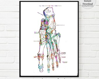 May include: A vintage anatomical illustration of the bones in the human foot, with colorful watercolor accents. The image is labeled with anatomical terms and includes the text "Bones of the Right Foot, Dorsal Surface".