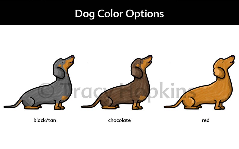 Op de afbeelding: Drie teckels in verschillende kleuren: zwart en bruin, chocolade en rood. De honden kijken allemaal omhoog en hebben hun tongen uitgestoken.