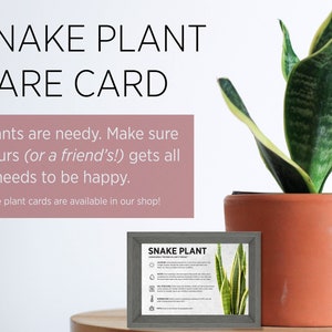 Carte d'entretien des plantes sansevieria
