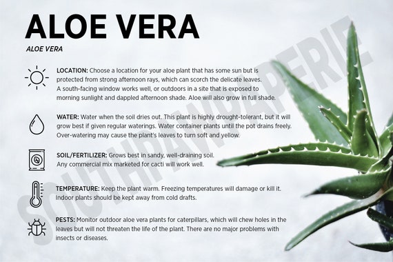 Carte d'entretien des plantes  l'aloe vera - Etsy France