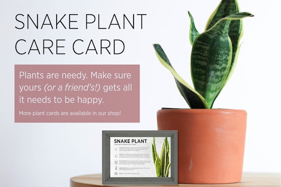 Snake Plant Sansevieria Plant Care Card - Etsy Finland
