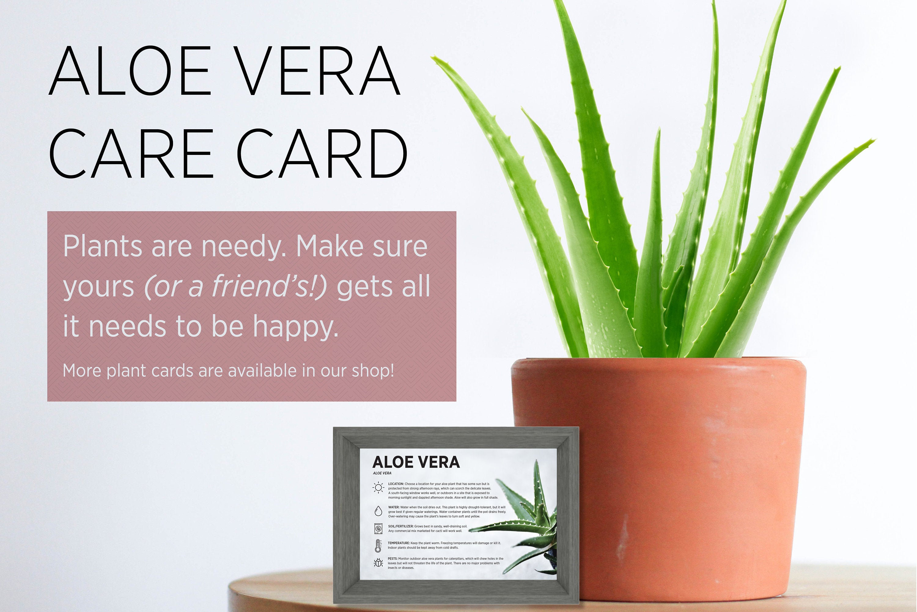 How to Grow and Care for Aloe Vera