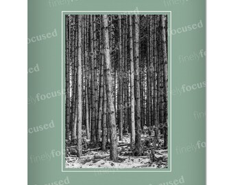 FOTOGRAFÍA Tarjetas de notas / Pack de 3 blancos y negros / Tarjetas de felicitación en blanco / Pinos / Cualquier ocasión / Stock de lino en blanco con sobres
