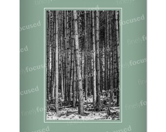 PHOTOGRAPHY Note CARDS | Pack of 3 Black & White | BLANK Greeting Cards | Pine Trees | Any Occasion | blank-linen stock-with envelopes